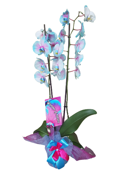 Különleges, színezett orchidea